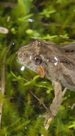 Sloane's Froglet, David Hunter