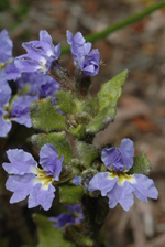 Kydra Dampiera, Murray Fagg <a href="http://www.anbg.gov.au" class="linkBlack100" target="_blank">Australian National Botanic Gardens</a>