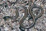 Striped Legless Lizard, Ross Bennett