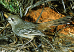Southern Scrub-robin, Graeme Chapman