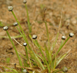 Austral Pipewort, Murray Fagg <a href="http://www.anbg.gov.au" class="linkBlack100" target="_blank">Australian National Botanic Gardens</a>