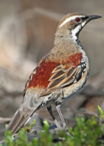 Chestnut Quail-thrush, Chris Tzaros