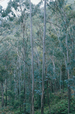 Araluen Gum, John Briggs