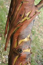 Silver-leafed Gum, Murray Fagg <a href="http://www.anbg.gov.au" class="linkBlack100" target="_blank">Australian National Botanic Gardens</a>