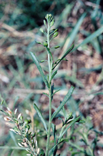 Aromatic Peppercress, John Briggs