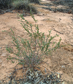 Thyme Rice-Flower, Peter Ewin