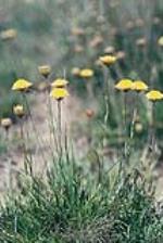 Monaro Golden Daisy, John Briggs