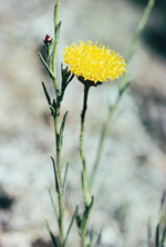 Button Wrinklewort, John Briggs