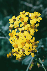 Woolly Ragwort, John Briggs