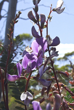 Bladder Senna, Tony Cathcart <a href="http://www.australianwildlife.org/AWC-Sanctuaries/Scotia-Sanctuary.aspx" class="linkBlack100" target="_blank">Australian Wildlife Conservancy, Scotia Sanctuary</a>