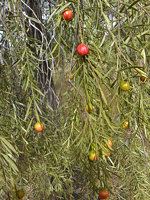 Bitter Quandong, Don Wood <a href="http://www.australianwildlife.org/AWC-Sanctuaries/Scotia-Sanctuary.aspx" class="linkBlack100" target="_blank">Australian Wildlife Conservancy, Scotia Sanctuary</a>