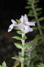 David's Westringia, Murray Fagg  <a href="http://www.anbg.gov.au" class="linkBlack100" target="_blank">Australian National Botanic Gardens</a>