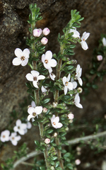 Lemon Zieria, Don and Betty Wood <a href="http://collections.ala.org.au/public/show/dr689" class="linkBlack100" target="_blank">Plants of the NSW South Coast & ACT</a>