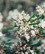 Warty Zieria flowers, John Briggs