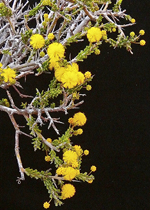 Harrow Wattle, Don Wood <a href="http://www.australianwildlife.org/AWC-Sanctuaries/Scotia-Sanctuary.aspx" class="linkBlack100" target="_blank">Australian Wildlife Conservancy, Scotia Sanctuary</a>