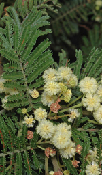 Narrabarba Wattle, Murray Fagg <a href="http://www.anbg.gov.au" class="linkBlack100" target="_blank">Australian National Botanic Gardens</a>