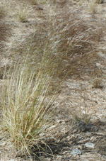 <em>Austrostipa nullanulla</em>, Geoff Carr