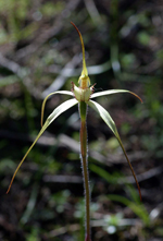 Sand-hill Spider Orchid, Geoff Carr