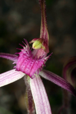 Rosella Spider Orchid