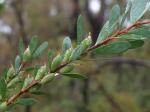 Fruiting branch. <a href="http://picasaweb.google.com/orkology" class="linkBlack100" target="_blank">Greg Steenbeeke, Orkology</a>