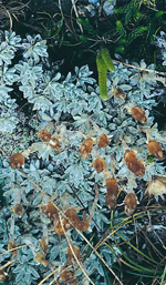 Shining Cudweed, Colin Totterdell