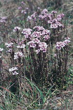 <em>Euphrasia collina</em> subsp. <em>Paludosa</em> (which looks like Muelleri), Colin Totterdell