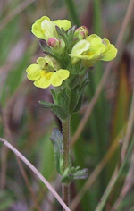 Rough Eyebright, Jackie Miles