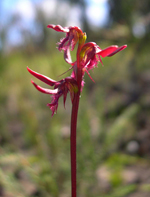 Superb Midge Orchid