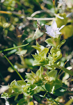 Baeuerlen's Gentian