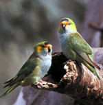 Purple-crowned Lorikeet, Chris Tzaros