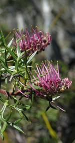 Bog Grevillea, Jackie Miles