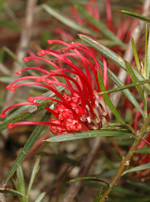 Wingello Grevillea, Murray Fagg <a href="http://www.anbg.gov.au" class="linkBlack100" target="_blank">Australian National Botanic Gardens</a>