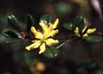 Flower, <em>Asterolasia buxifolia</em>