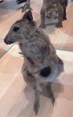 Eastern Hare-wallaby