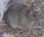 Greater Stick-nest Rat