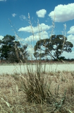 Seeding <em>Austrostipa wakoolica</em>, Geoff Carr