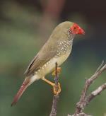 Star Finch, <a href="http://en.wikipedia.org/wiki/File:Neochmia_ruficauda.jpg" class="linkBlack100" target="_blank">JJ Harrison</a>
