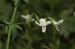 Rhaphidospora bonneyana, http://www.anbg.gov.au/photo/apii/id/dig/14245 