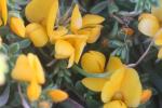 Flowers close-up of Coastal Headland Pea