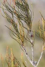 Flowers and fruit Dwarf Heath Casuarina