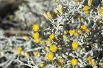 Spiny Everlasting, http://www.anbg.gov.au/photo/apii/id/dig/3078