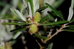 Male and female flowers of Narrow-leaved Bertya