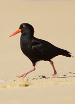 Sooty Oystercatcher, Leo <a href="http://www.flickr.com/photos/0ystercatcher/5213187464/" class="linkBlack100" target="_blank">Oystercatcher </a>