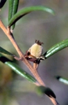 Fruit and foliage, Coolabah Bertya