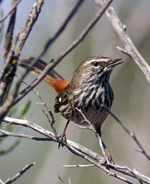 Shy Heathwren, Graeme Chapman