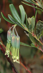 Ralston's Leionema, Murray Fagg <a href="http://www.anbg.gov.au" class="linkBlack100" target="_blank">Australian National Botanic Gardens</a>