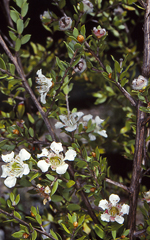 Monga Tea Tree, Don and Betty Wood <a href="http://collections.ala.org.au/public/show/dr689" class="linkBlack100" target="_blank">Plants of the NSW South Coast & ACT</a>