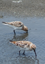 Broad-billed Sandpiper, Alnus <a href="http://commons.wikimedia.org/wiki/File:Limicola_falcinellus_P4233431.jpg" class="linkBlack100" target="_blank">Alnus </a>
