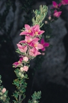 Flowers, Bolivia Hill Boronia