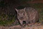 Northern Hairy-nosed Wombat